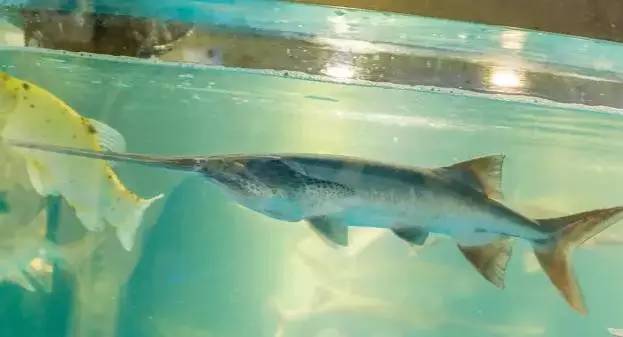 漓江小镇美食攻略,漓江当地特色美食