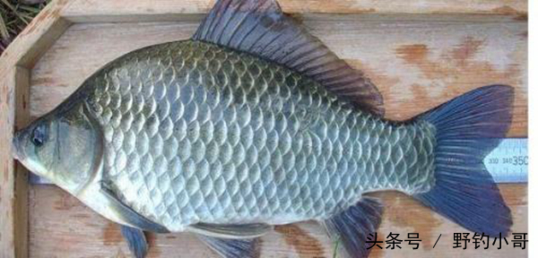 七星漂朝天钩挂红虫好还是蚯蚓好,钓鱼知识七星漂