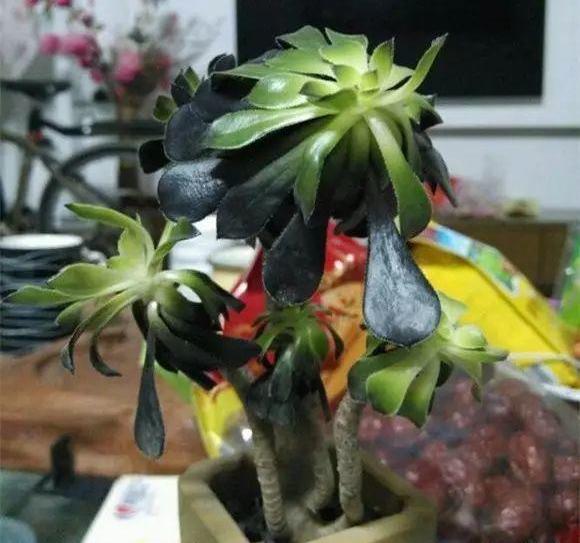 多肉徒长却更好看,多肉徒长更好看