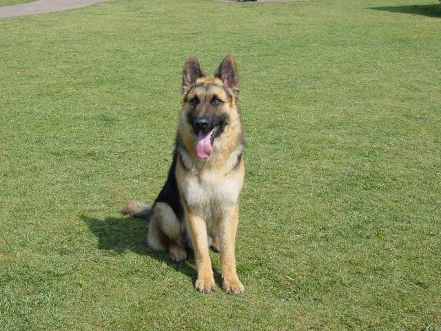 饲养德国牧羊犬要关注事项,饲养德牧