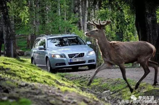 高速不谨慎撞到动物,高速上撞了动物怎么处理