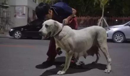 整整生了31只！世界为它鼓掌，国家为它颁奖~