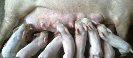 母猪产后没有奶？养猪人可从这3方面分析原因！