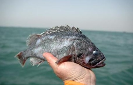 中国人常吃的鱼,常吃的海鱼种类及图片