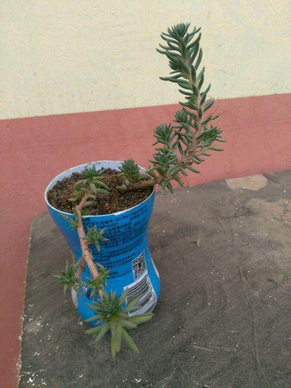 多肉徒长却更好看,多肉徒长更好看