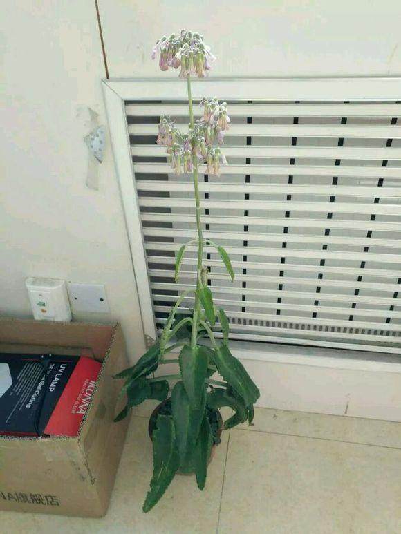 多肉徒长却更好看,多肉徒长更好看