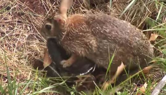 大蛇袭击小兔子 (大蛇袭击小兔的视频)