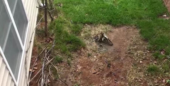 大蛇袭击小兔子 (大蛇袭击小兔的视频)