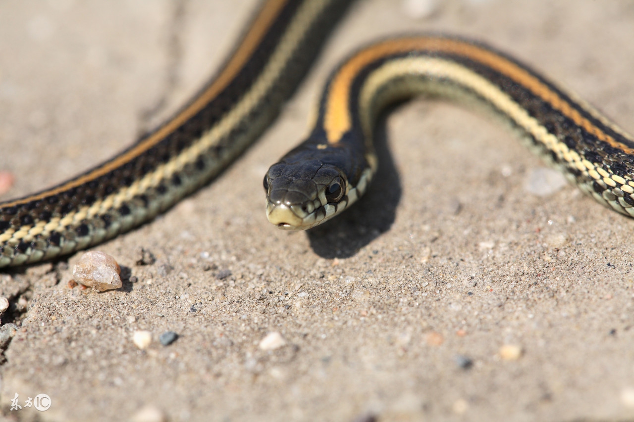 故事：开夜车故意压死挡路蛇，岂料一家人死于非命，做人需行善