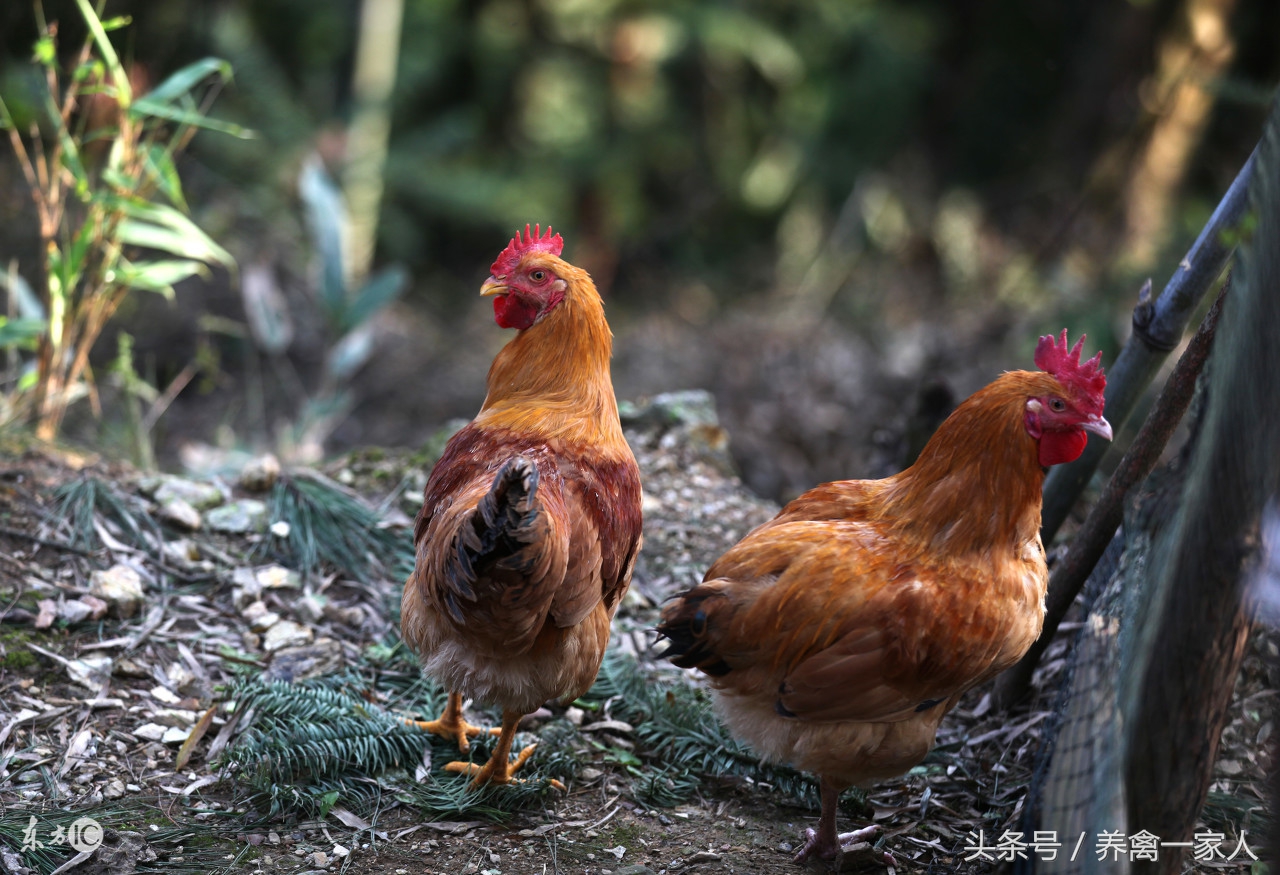 安普霉素养鸡伤肝肾,养鸡小妙招鸡老是啄毛怎么办