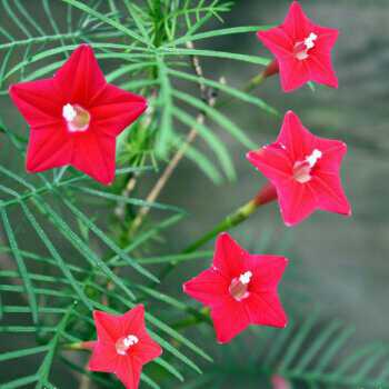 鲜艳石榴花,鲜艳的五角星图片