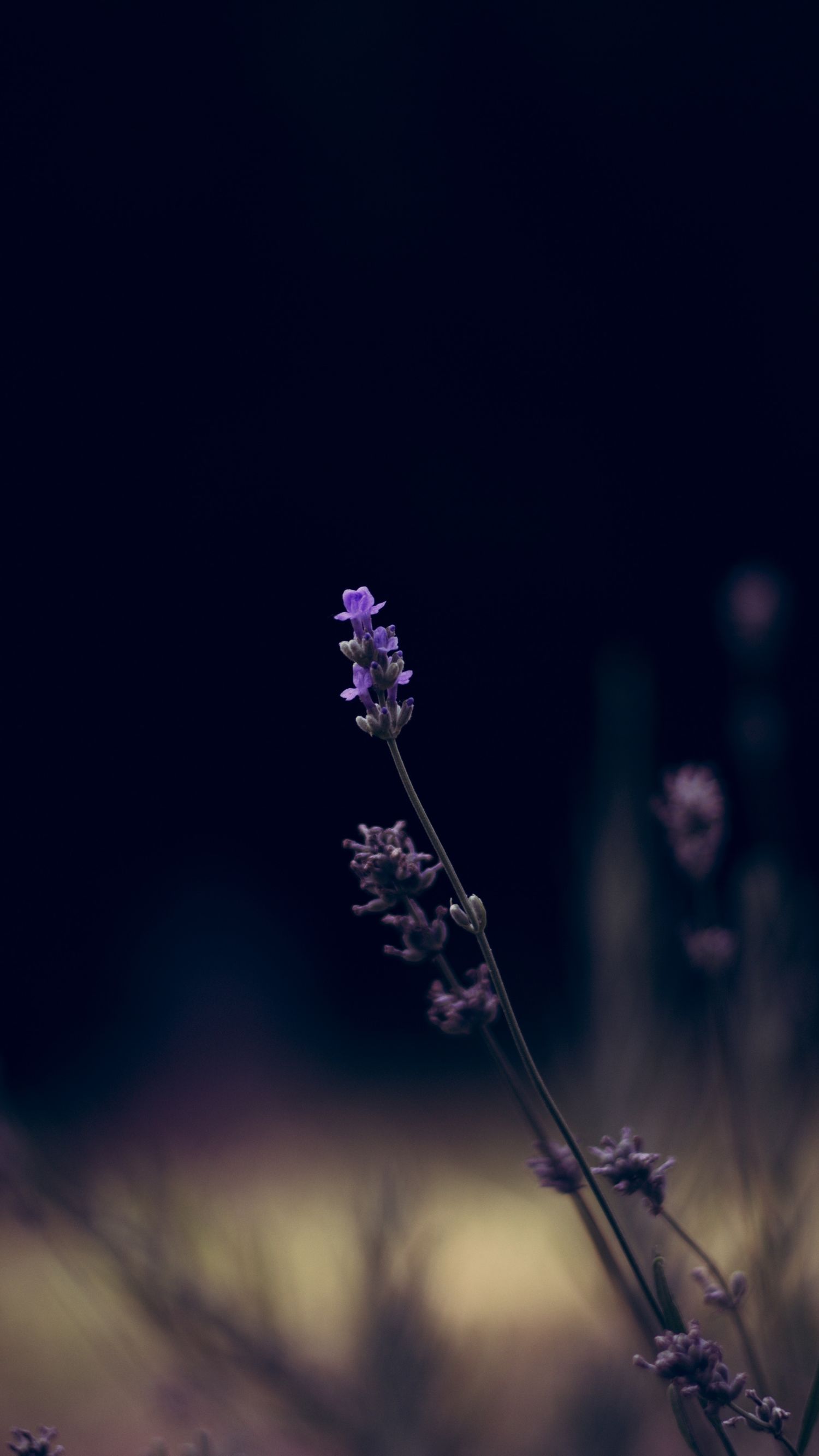 超多高清好看的壁纸,归来的奥特曼壁纸