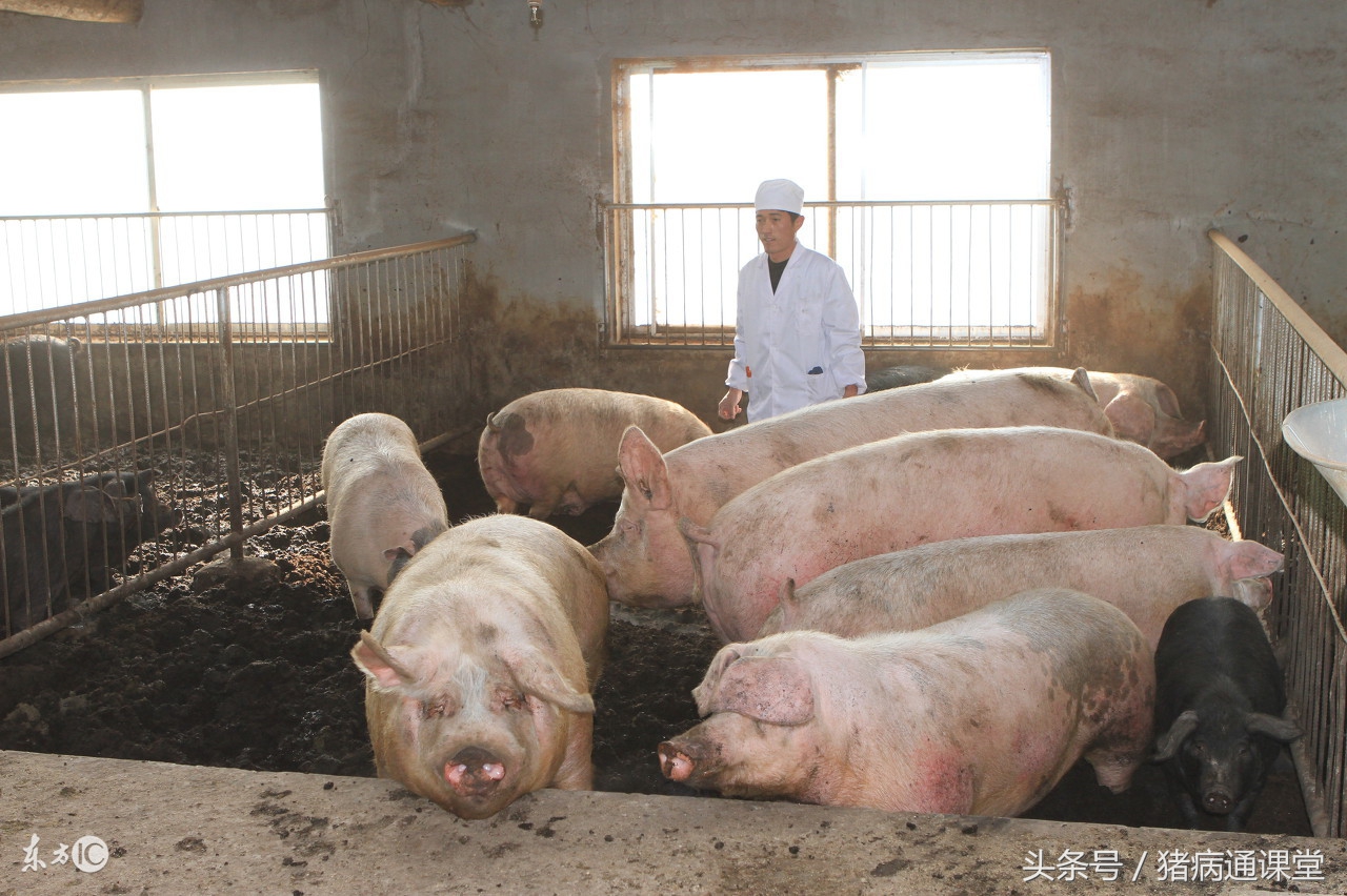 公猪精稀释最简单操作流程,养猪常规输精操作