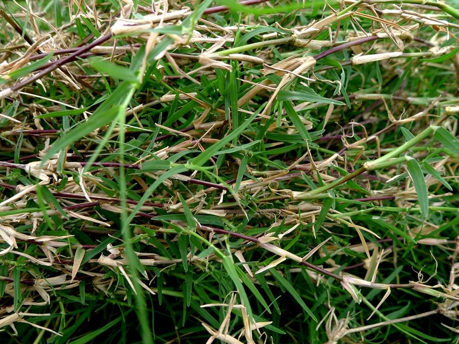 城市农村随处可得的中草药，治风湿痿痹拘挛跌打劳伤