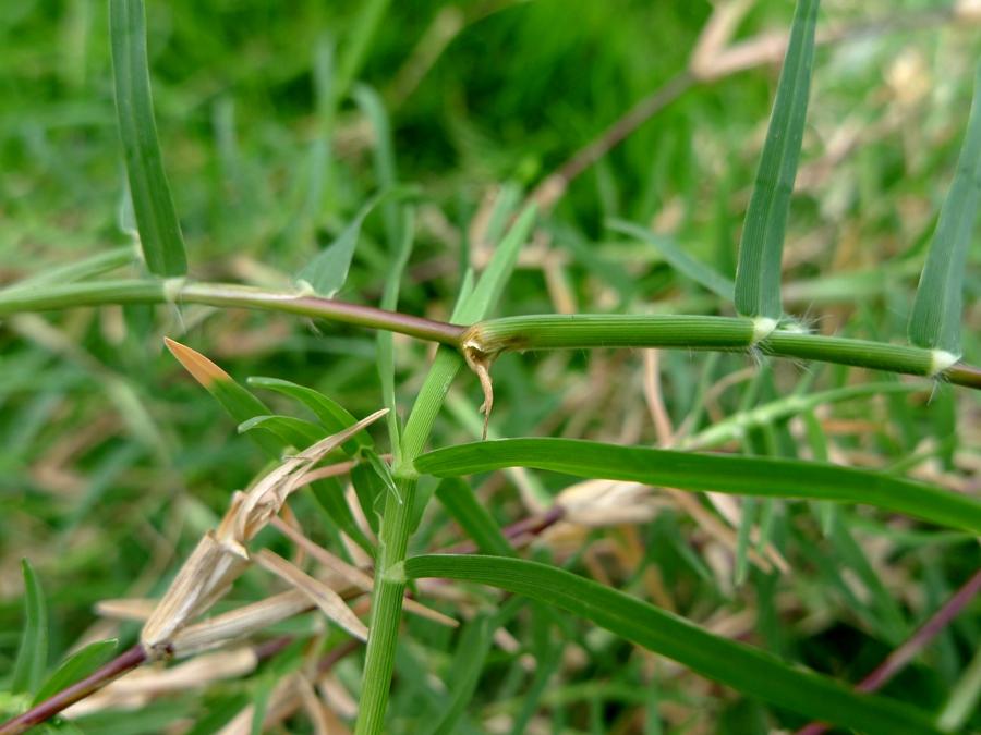 城市农村随处可得的中草药，治风湿痿痹拘挛跌打劳伤