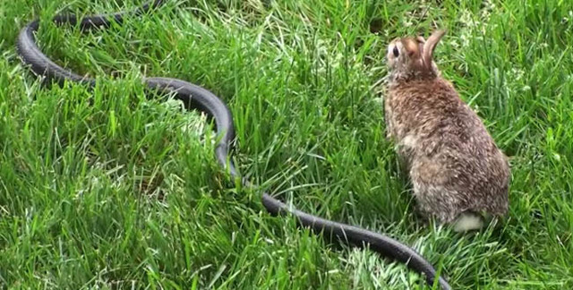 大蛇袭击小兔子 (大蛇袭击小兔的视频)