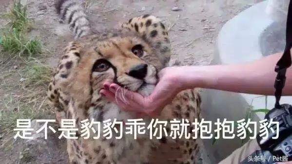 在野外遇到猎豹应该怎么办,遇到野生猎豹可以摸摸吗