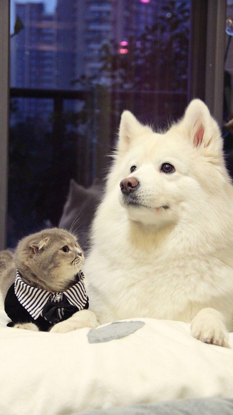 超多高清好看的壁纸,归来的奥特曼壁纸