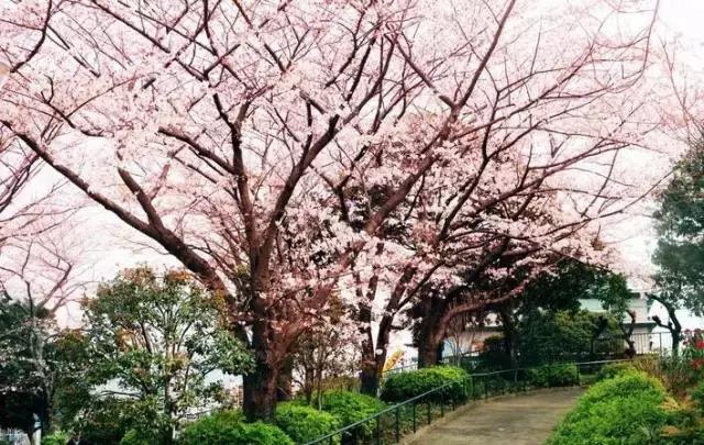 最全旅行干货,日本的干货