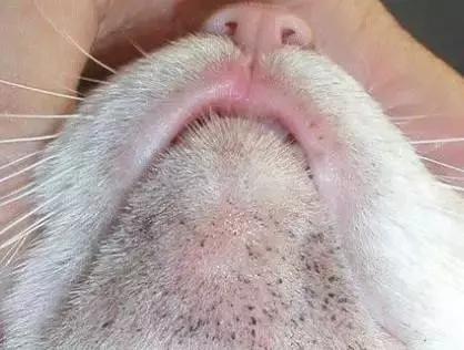 蓝猫黑下巴治疗方法,猫咪黑下巴和口腔健康