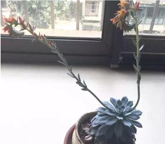 多肉徒长却更好看,多肉徒长更好看