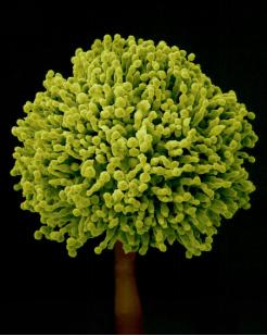 黄曲霉毒素会致残吗,黄曲霉毒素污染玉米吗