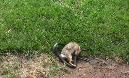 大蛇袭击小兔子 (大蛇袭击小兔的视频)