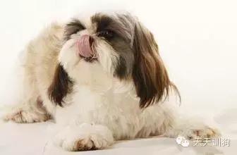 狗狗泪痕怎么去除用什么眼药水,狗狗泪痕抹玉米淀粉可以去除吗