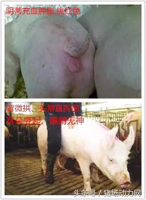 母猪不发情？如何从诱情、发情鉴定、人工授精上做好工作