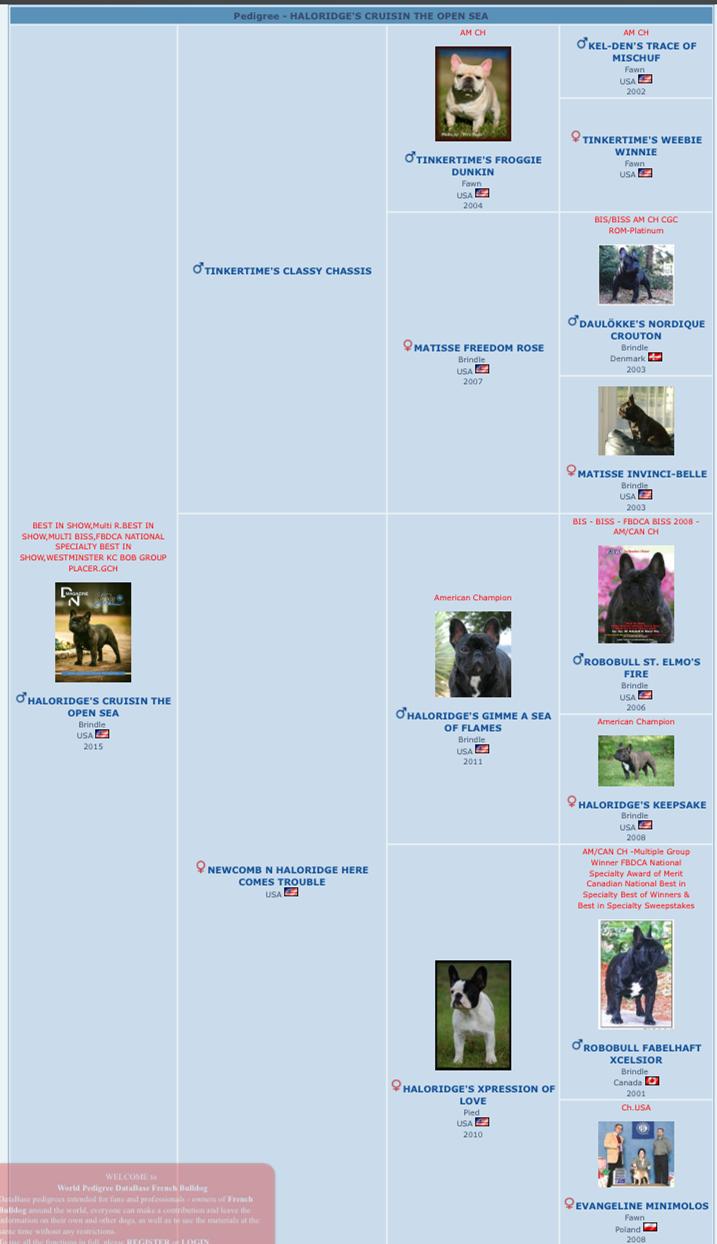 美国西敏寺犬展金毛,美国西敏寺博美犬展