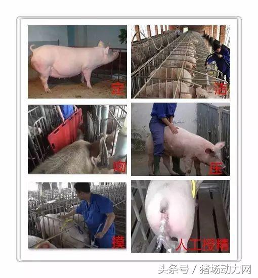 母猪不发情？如何从诱情、发情鉴定、人工授精上做好工作