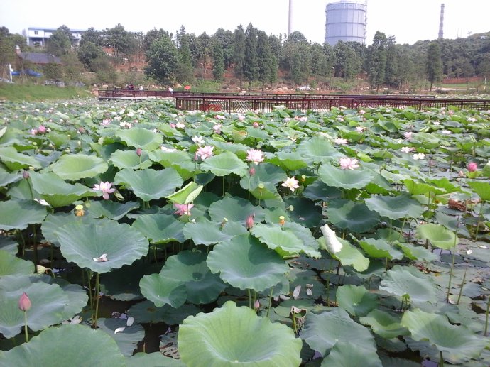 衡阳雁栖湖公园有哪些,衡阳市湿地公园