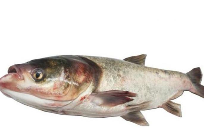 青鱼草鱼的区分,鲢鱼与青鱼和草鱼的区别