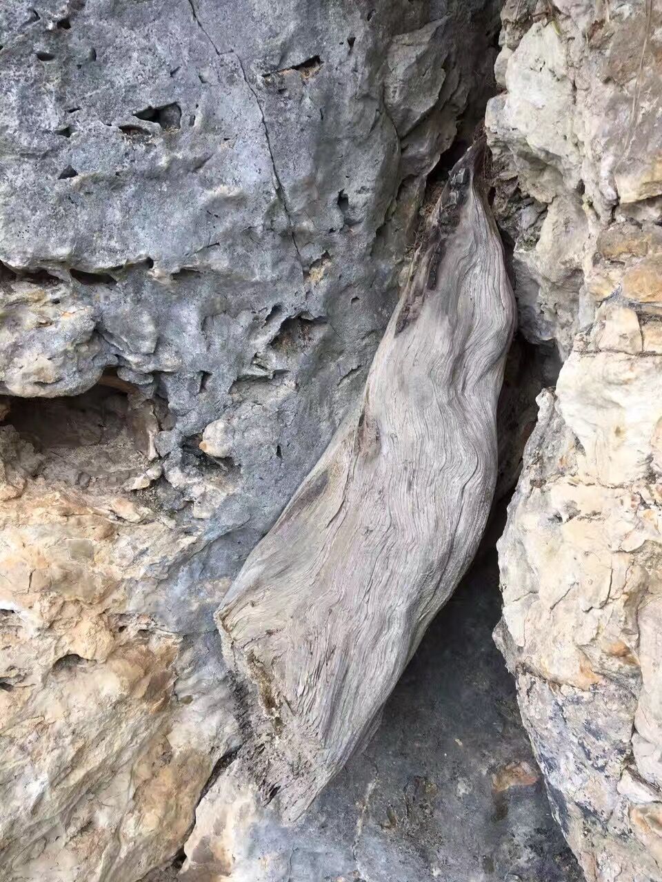 崖柏毛料去皮的正确打开方式,用纱布手磨崖柏毛料技巧