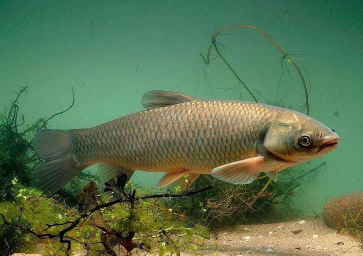 青鱼草鱼的区分,鲢鱼与青鱼和草鱼的区别