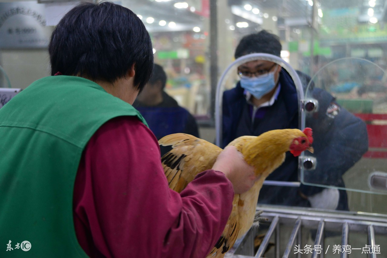 做兽医要什么条件,做禽病工作怎么样