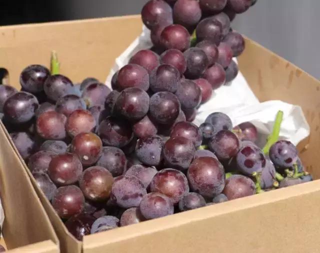 康镇一日游玩的地方,2024康镇游玩攻略