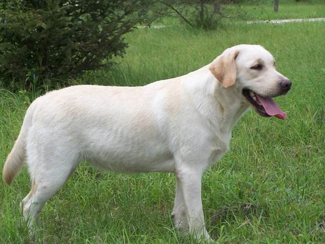 纯种狗狗需要什么证书,双血统狗狗都有什么证书