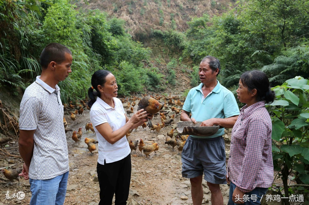 做兽医要什么条件,做禽病工作怎么样