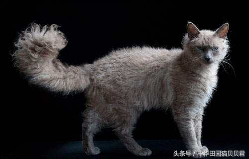 《福布斯》世界10大名贵猫，你知道几个？