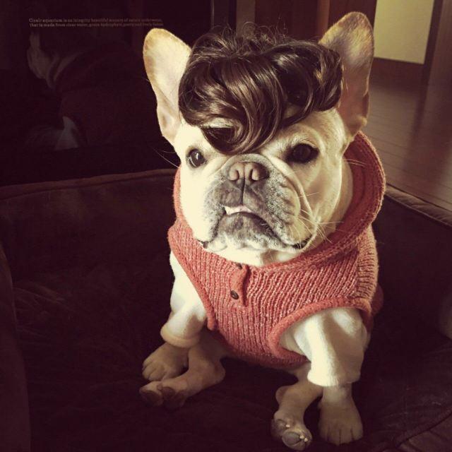 天气热斗牛犬怎么样养好,养好牛的十大秘密