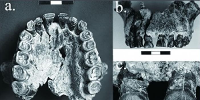 我们为什么是右撇子？这就要从200万年前找答案了！