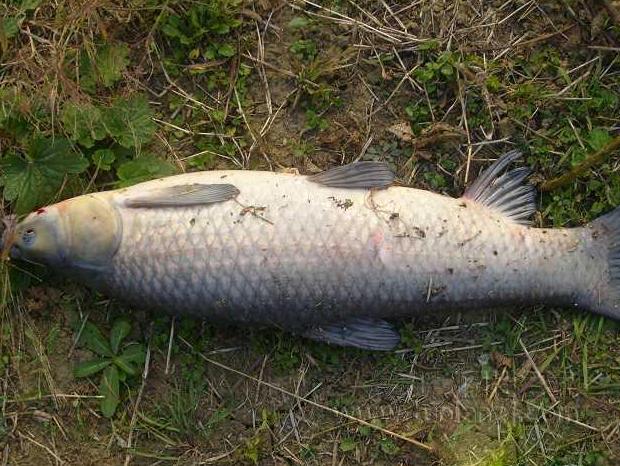 青鱼草鱼的区分,鲢鱼与青鱼和草鱼的区别