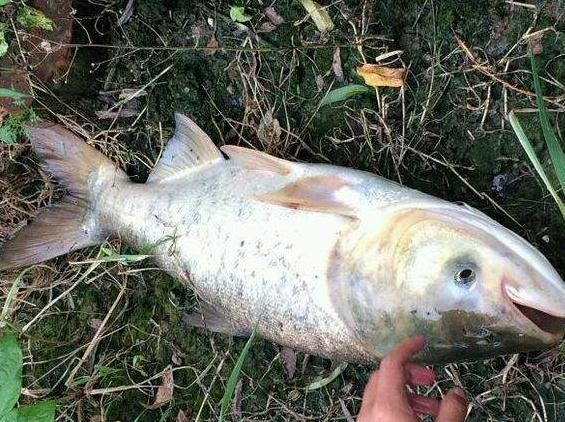青鱼草鱼的区分,鲢鱼与青鱼和草鱼的区别