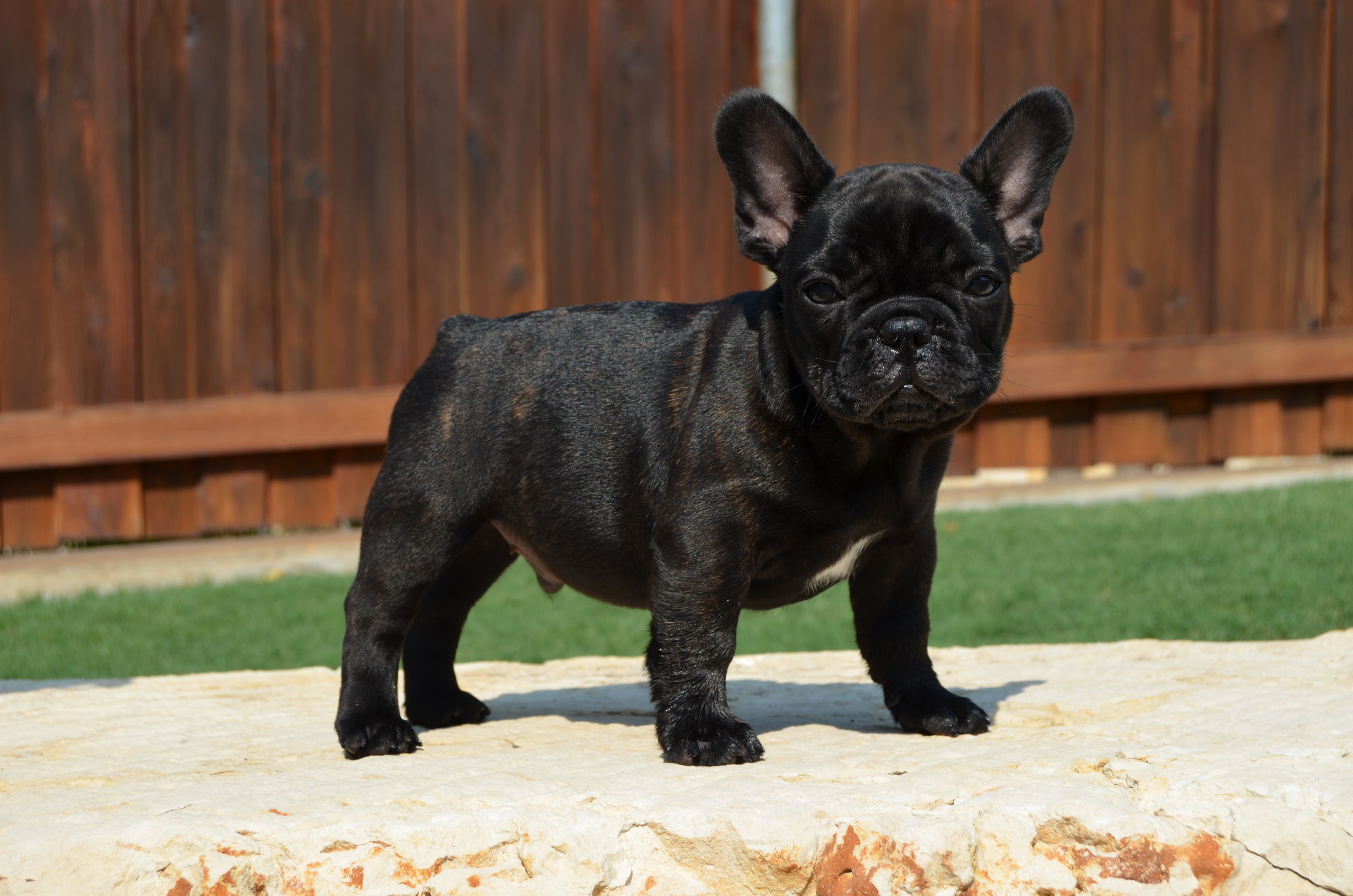 美国西敏寺犬展金毛,美国西敏寺博美犬展