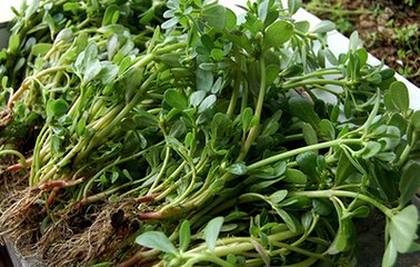 湿疹最怕的三种野菜,防秋燥的中药有哪些