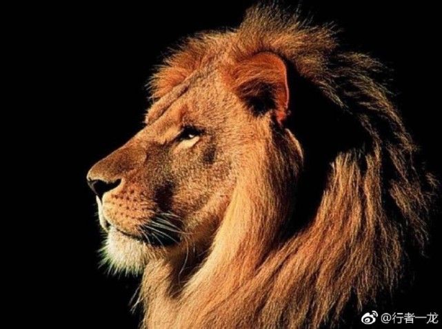 一龙战播求最新比赛视频,一龙vs播求二番战全程回放