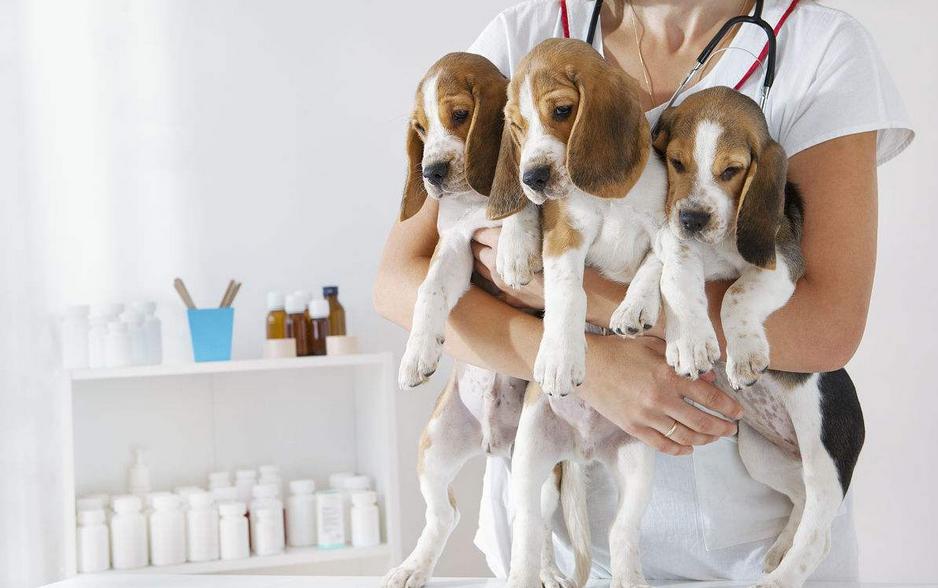 纯种狗狗需要什么证书,双血统狗狗都有什么证书