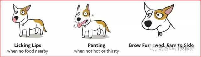 遛狗不牵绳狗害怕,遇到不戴牵引绳的狗怎么处理