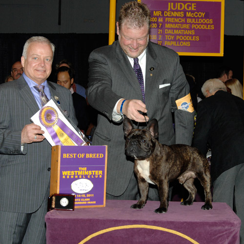 美国西敏寺犬展金毛,美国西敏寺博美犬展